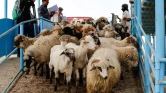 قیمت دام زنده؛ شنبه ۴ اسفند