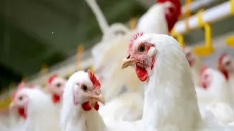 ارائه تسهیلات نقدی به تولیدکنندگان دام و طیور خرد از امروز