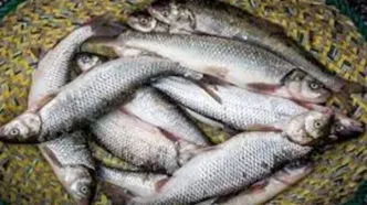 خبر داغ  از بازار ماهی | قیمت ماهی قزل‌آلا کیلویی چند شد؟