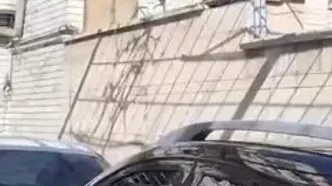 میمون‌های سرگردان کرج زنده‌گیری شدند+ فیلم