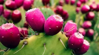 با خواص میوه کاکتوس؛ گل سرسبد میوه ها تو طب سنتی، آشنا شو + نحوه مصرف