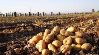 مجوز سران قوا به وزارت کشاورزی برای کنترل قیمت سیب زمینی
