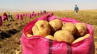 ممنوعیت صادرات سیب‌زمینی رفع شد