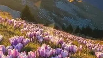 فال و طالع بینی روزانه 20 بهمن + فیلم