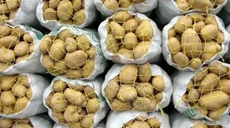 قیمت سیب زمینی به یک‌سال قبل برنمی‌گردد