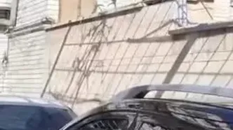 میمون‌های سرگردان کرج زنده‌گیری شدند