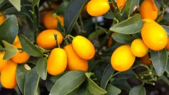 همه چیز درباره پرتقال کامکوات و خواص آن + عکس