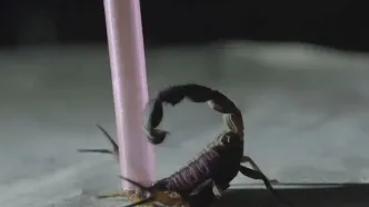 درمان سرطان با زهر عقرب!