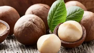 یا ماکادمیا و خواص بی نظیر آن آشنا شوید + عکس