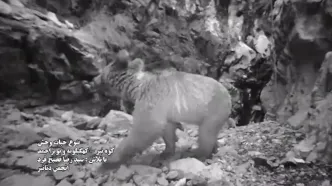 فیلم دیده شدن پلنگ، خرس و روباه در یک قاب در جنگل های کهگیلویه !