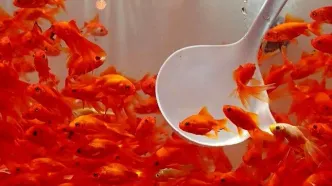 «ماهی قرمز کوچولو» خطر جدی برای محیط زیست