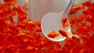 ماهی قرمزها را کجا رها کنیم؟