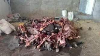 کشف ۱۱ هزار کیلوگرم گوشت اسب در این شهر!