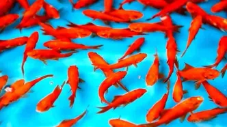 آیا ماهی قرمز بخریم یا نه؟
