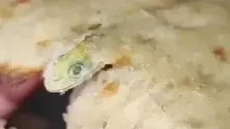 نان سنگک با طعم مارمولک