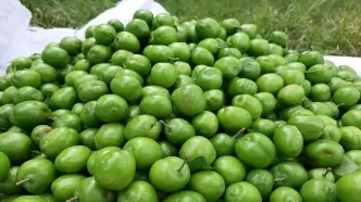 قیمت نجومی گوجه سبز در تهران