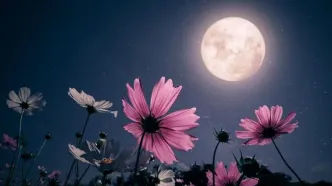 طلوع ماه صورتی در آسمان شب