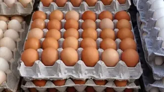 تازه‌ترین قیمت تخم‌مرغ امروز شنبه ۱۱ بهمن ۱۴۰۴/ تخم مرغ ارزان شد؟