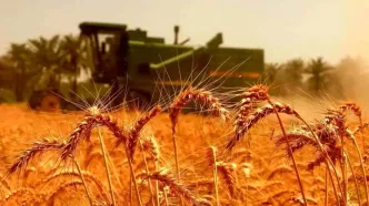 خبر مهم وزیر برای گندمکاران/ قیمت گندم تغییر می‌کند؟