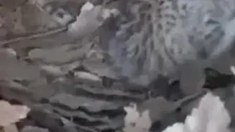 نجات توله‌ پلنگ‌ های نادر توسط چوپان فداکار در کازرون زیبا