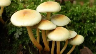 قارچ های سمی مشابه خوراکی دوباره به بازار آمد
