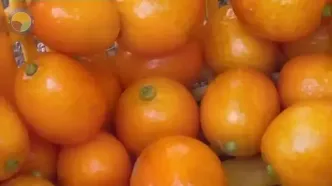 ببینید؛ نگاهی به شیوه کاشت، برداشت، فرآوری و بسته بندی صدها تن توت فرنگی