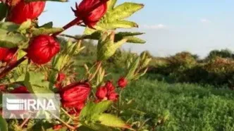 چربی‌سوزی شکم با مصرف این داروی گیاهی