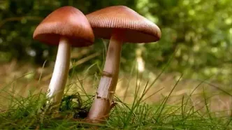 مسمومیت ۱۸ لرستانی به دلیل مصرف قارچ سمی