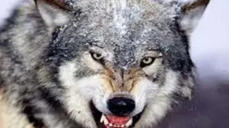 ماجرای نگهداری گرگ در یک مغازه در کرج چه بود؟ + عکس