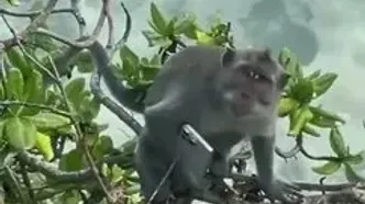 فیلم لحظه جالب از میمون با آیفون