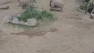 فیلم جذاب از واکنش فیل‌ها هنگام زلزله کالیفرنیا ! چقدر با تفکر هستند !