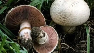 قارچ‌ وحشی 3 نفر را روانه بیمارستان کرد