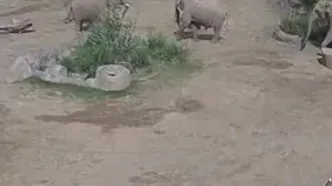فیلم جذاب از واکنش فیل‌ها هنگام زلزله کالیفرنیا ! / ببینید چقدر با تفکر هستند !