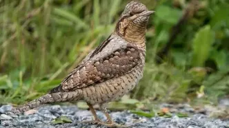 شناسایی و ثبت یک پرنده زیبا برای اولین بار در بوشهر