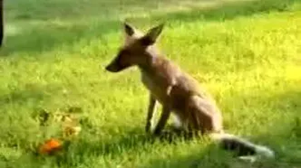 فیلمی جالب از حضور یک روباه در کاخ گلستان!