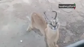 ببینید؛ ثبت فیلمی زیبا از «کاراکال» گربه زیبای طبیعت کویری