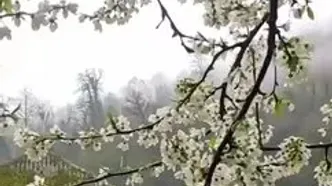 بهترین موسیقی با صدای طبیعت جنگل هیرکانی سوادکوه