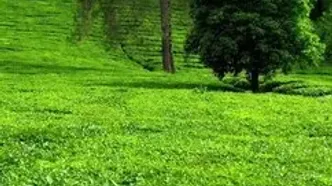 فیلم طبیعت سبز لاهیجان در مزارع چای