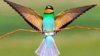 دستگیری عاملان مرگ پرندگان زنبورخوار در پلدختر