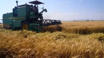 خبرخوش برای گندمکاران/ اعلام رقم پرداخت مطالبات