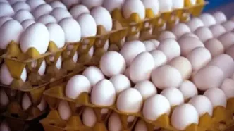 قیمت ۴۵ هزار تومانی هر شانه تخم مرغ، توجیه اقتصادی ندارد