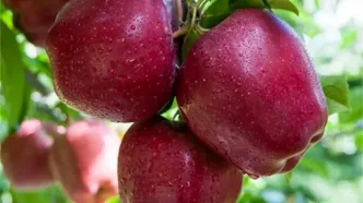 قیمت سیب در آستانه انفجار