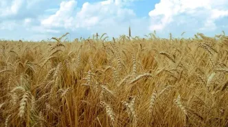 نرخ خرید تضمینی گندم تغییر می‌کند؟