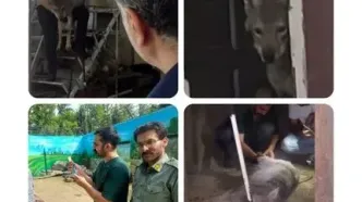 جزئیات جدید از نگهداری گرگ در یک مغازه در کرج