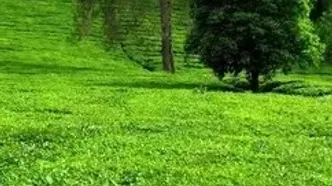 فیلم طبیعت سبز لاهیجان در مزارع چای