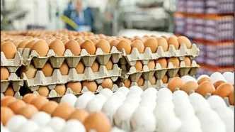 کاهش قیمت تخم مرغ در بازار