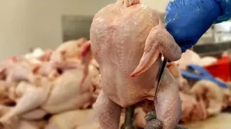 قیمت جدید گوشت مرغ در تاریخ ۲۲ اردیبهشت ۱۴۰۴