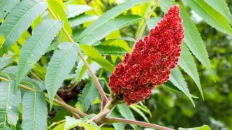 سماق؛ ضدالتهاب و کاهنده قند و چربی خون