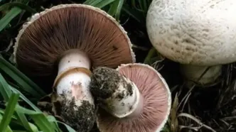 قارچ‌ وحشی 3 نفر را روانه بیمارستان کرد