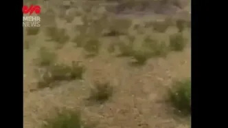 هجوم ملخ‌ها به روستای چاه‌زول شهرستان مرزی خواف در خراسان رضوی